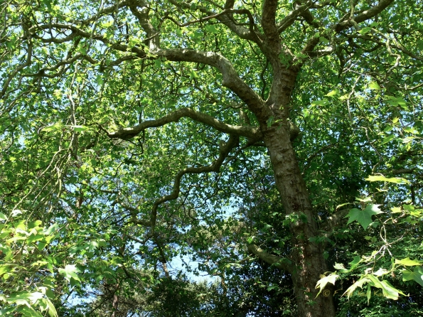 Bois des Moutiers (104) Juin 2012